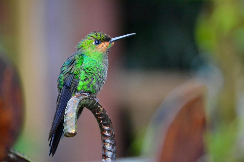 Costa Rica