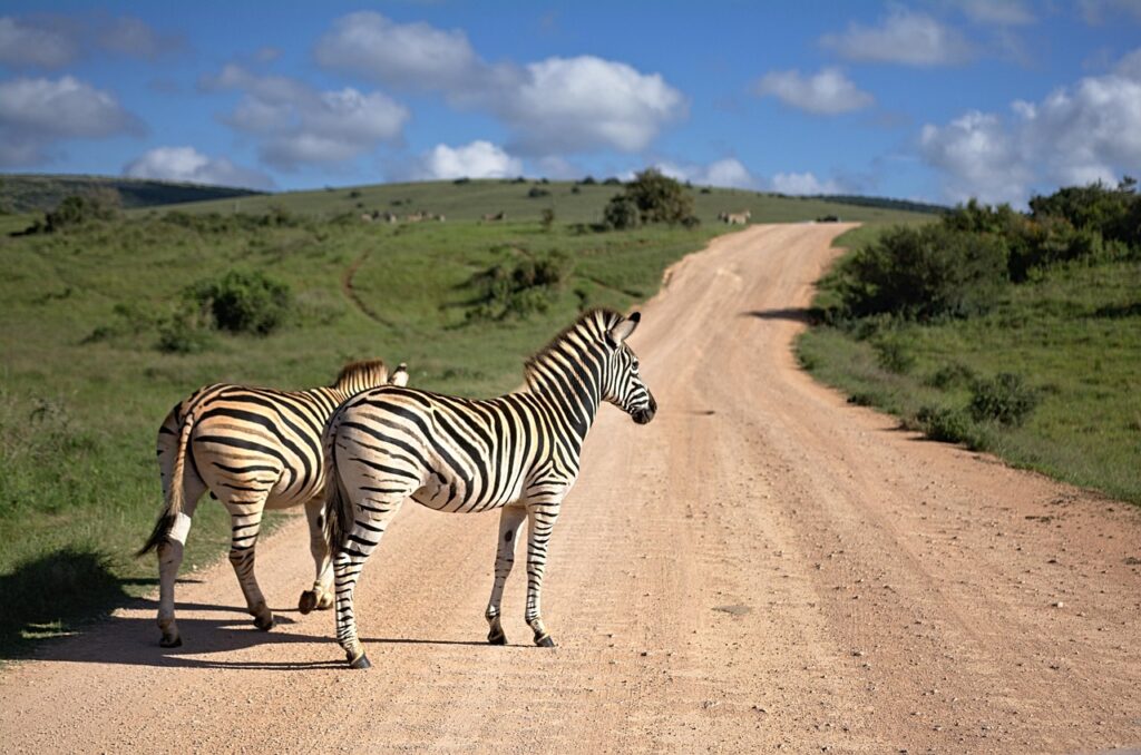 Wildlife SafarisAfrican