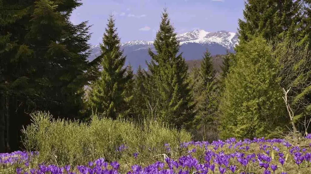 Spring Awakening (April-June) When the Mountain Comes Alive