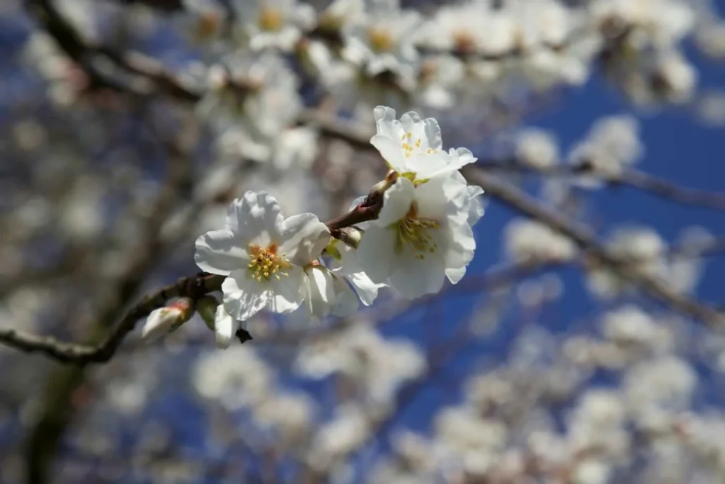Spring Blooms March to May