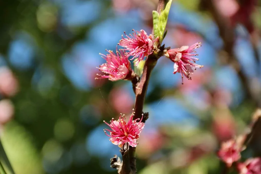 The Sweet Spot Months April-May & September-October