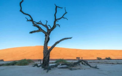 The Best Time to Visit Namibia: A Complete Seasonal Guide