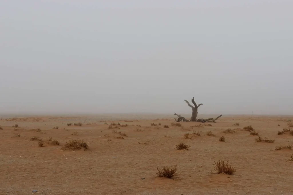 The Dry Season Illusion