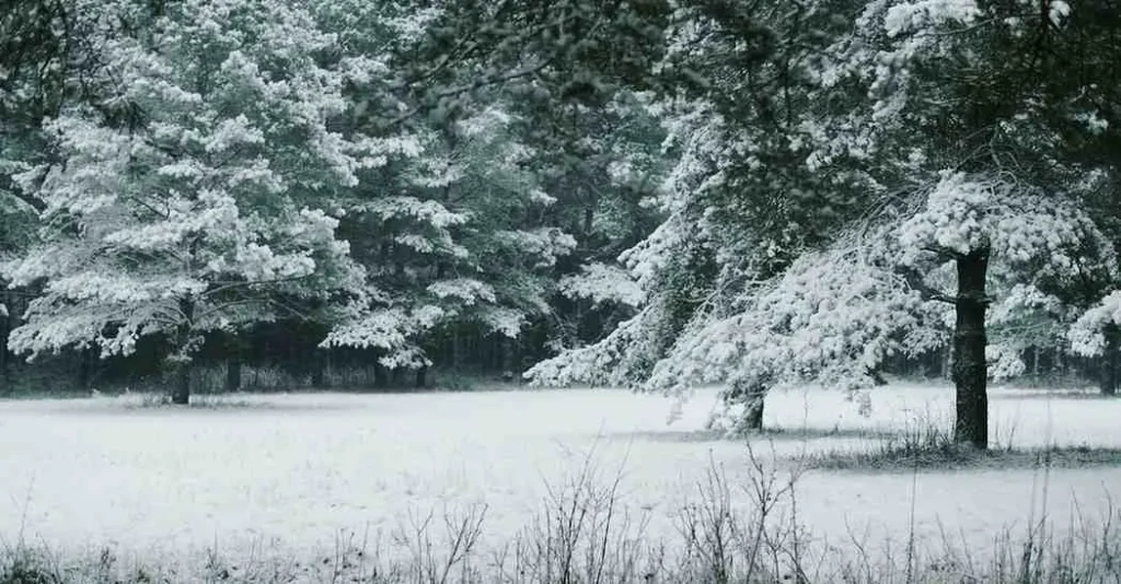 What Ten Years of Seasonal Visits Taught Me